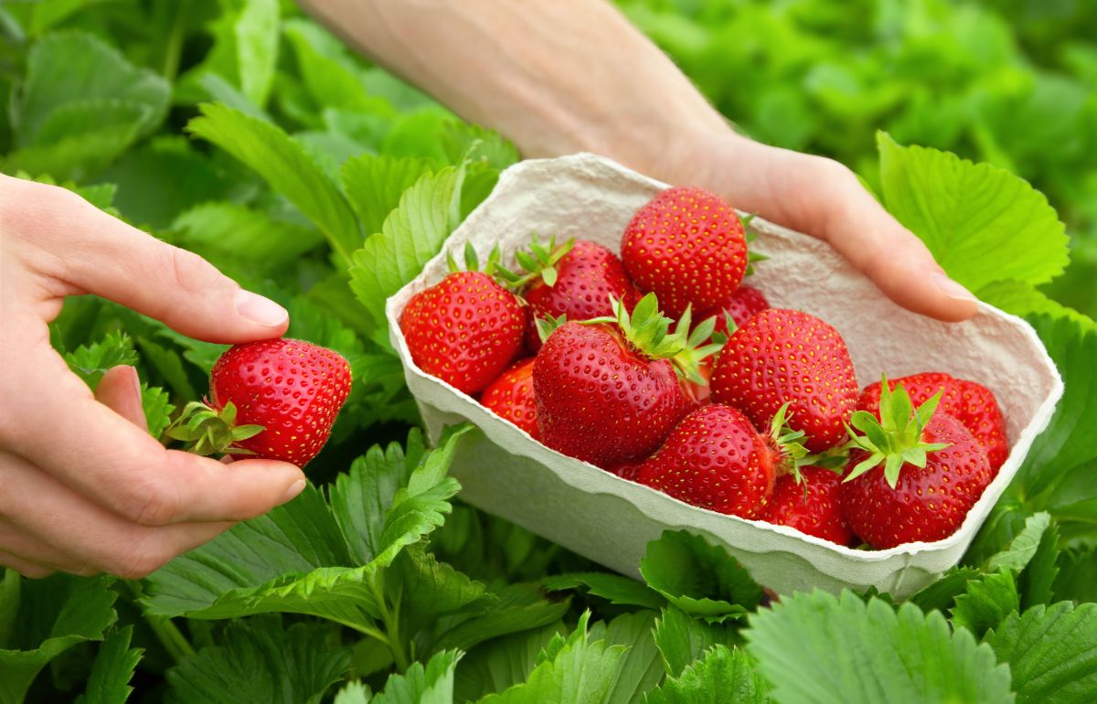 Quinault Everbearing Strawberry Plants – 25 Bare Root, Large Sweet Berries, Cold Hardy, Disease Resistant, Long Harvest Season