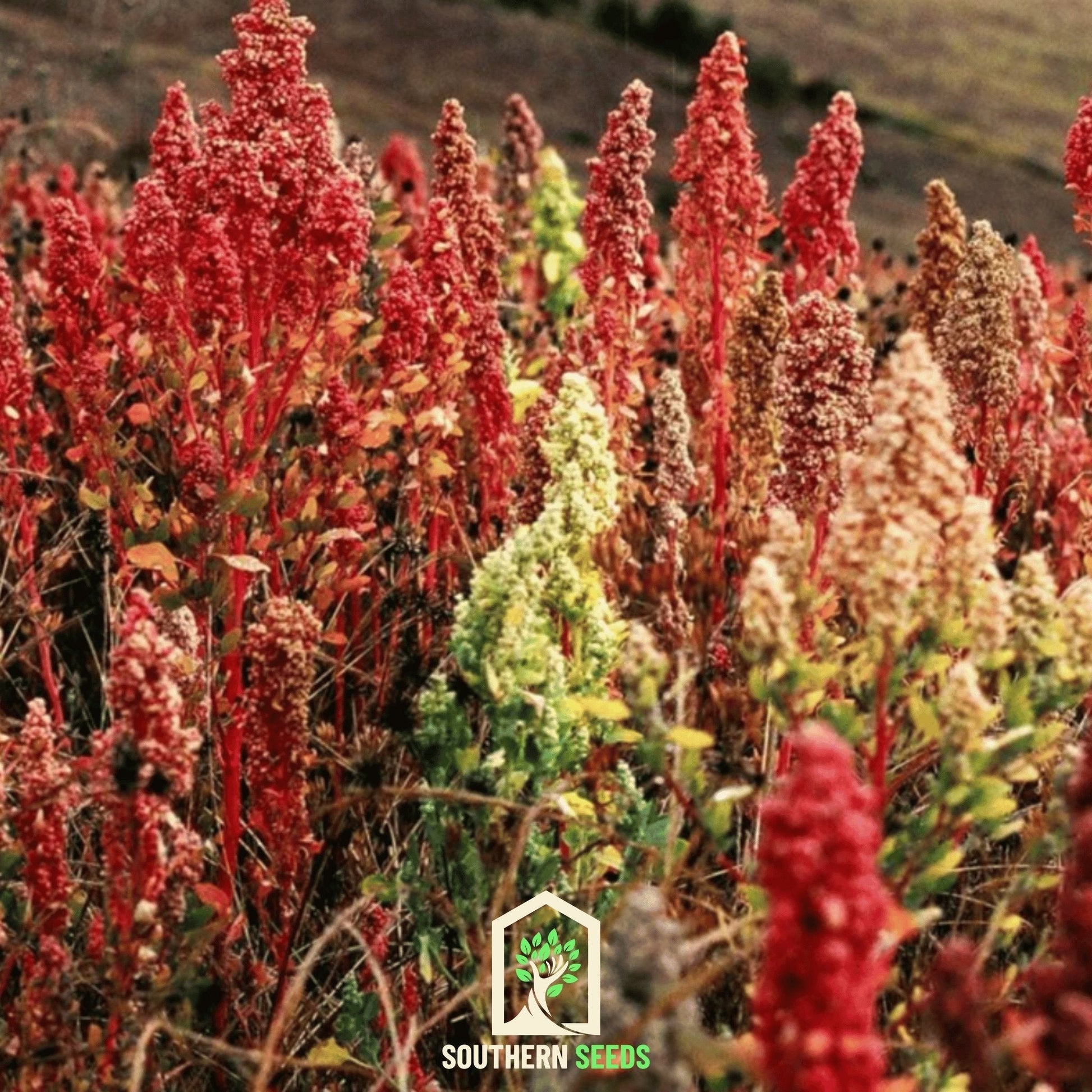 Brightest Brilliant Rainbow Quinoa Seeds – Heirloom, Non-GMO, American Grown, Chenopodium quinoa