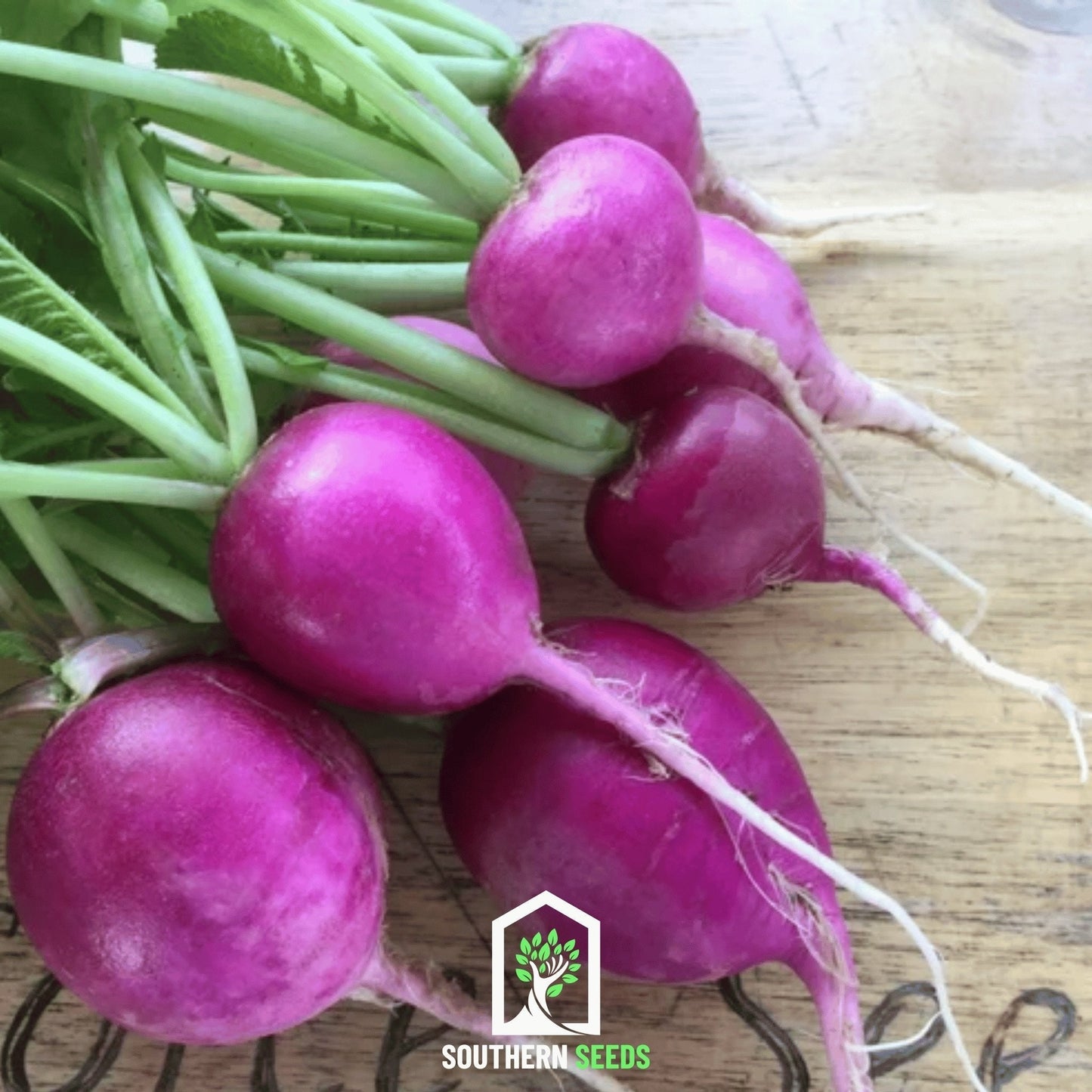Purple Plum Radish Seeds – Heirloom, Open Pollinated, Non-GMO, 250 Seeds, Fast-Growing, Crisp, Deep Purple Skin, Raphanus sativus