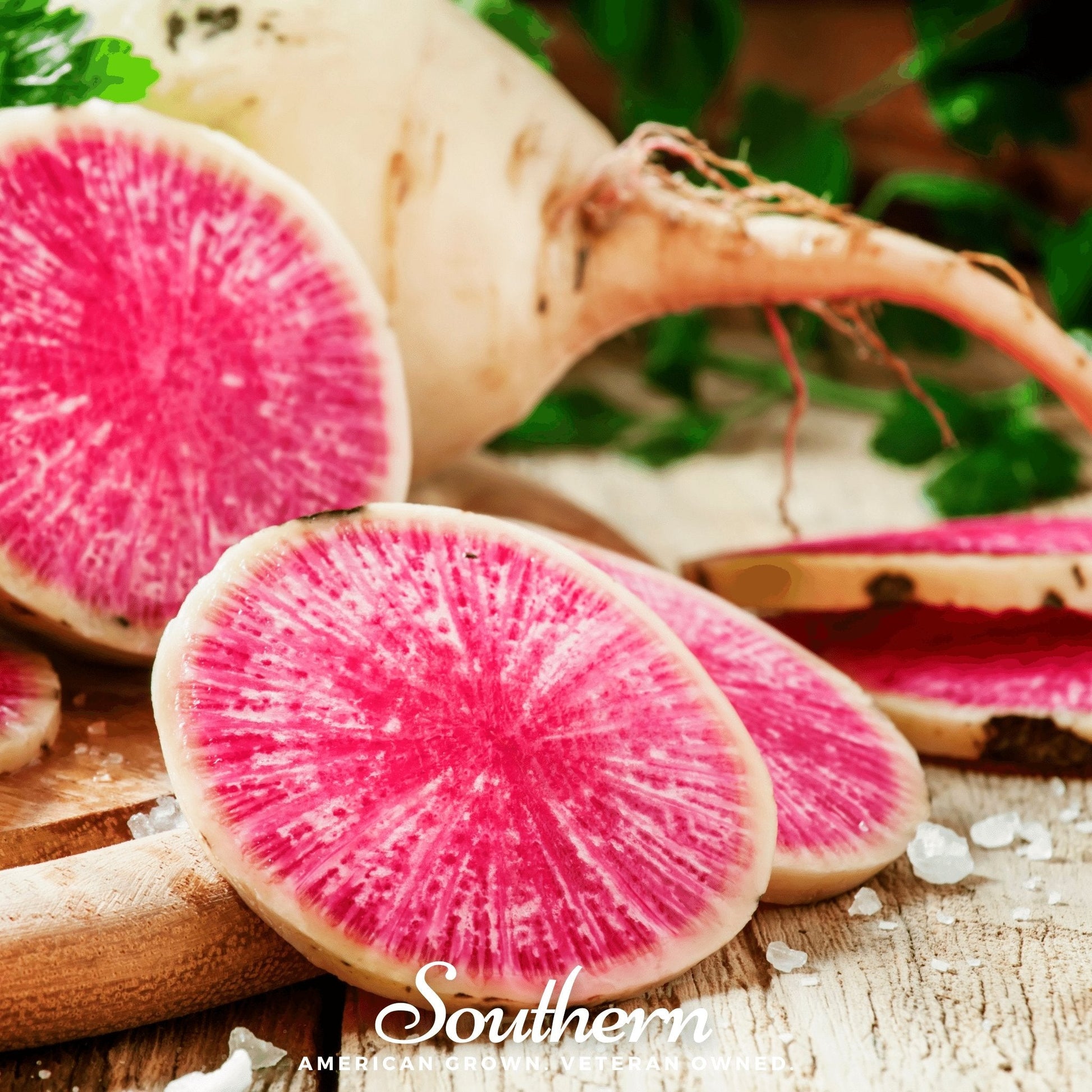 Watermelon Radish Seeds – 100 Heirloom Open Pollinated Non-GMO Raphanus sativus