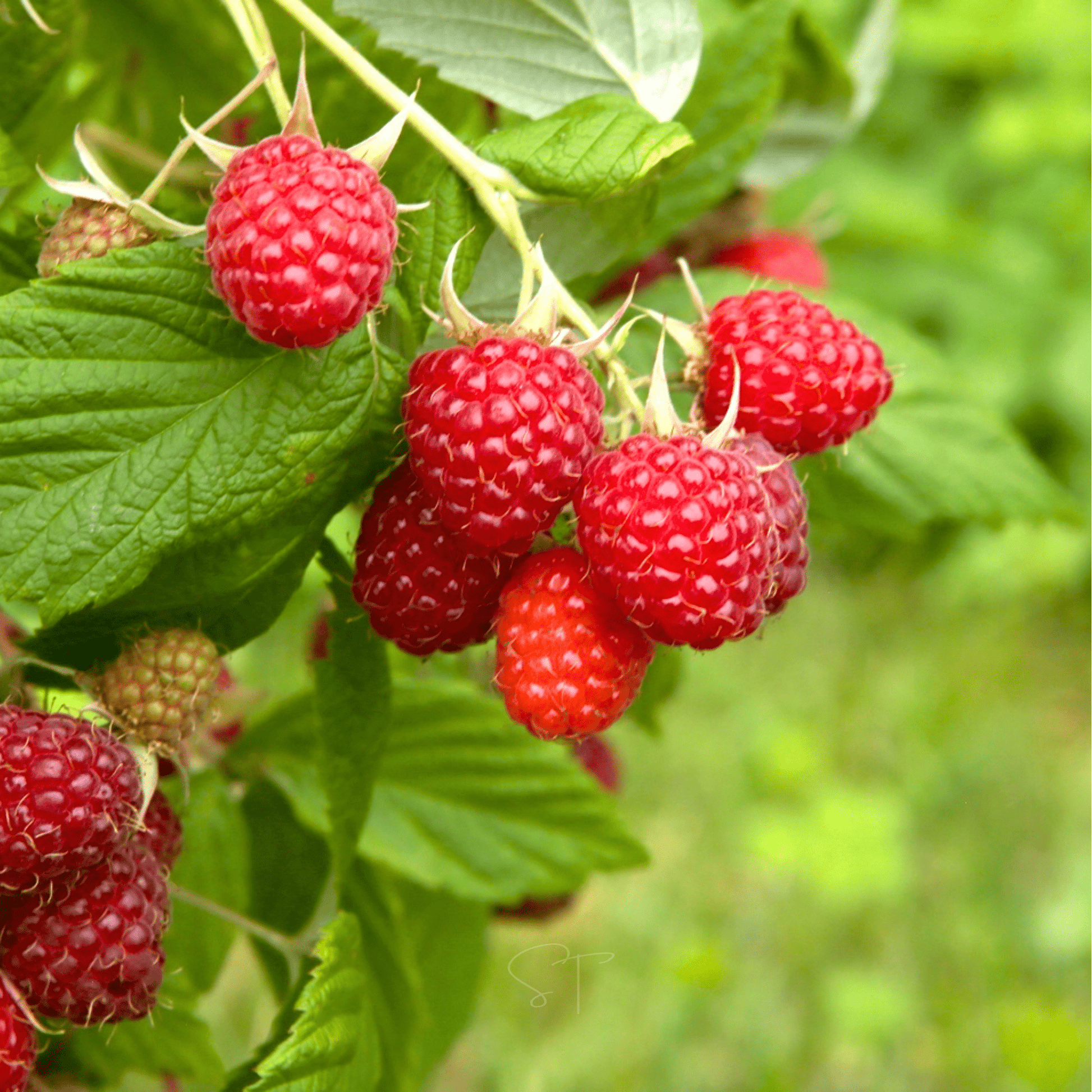 Red Raspberry Seeds, Heirloom Rubus idaeus, Juicy, Sweet, Perennial Berry Plant, 30 Seeds