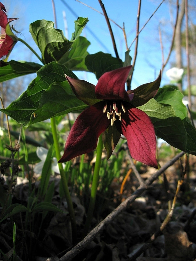 10 Red Trillium Bulbs (Trillium erectum) – Native Perennial Woodland Wildflower for Shade Gardens