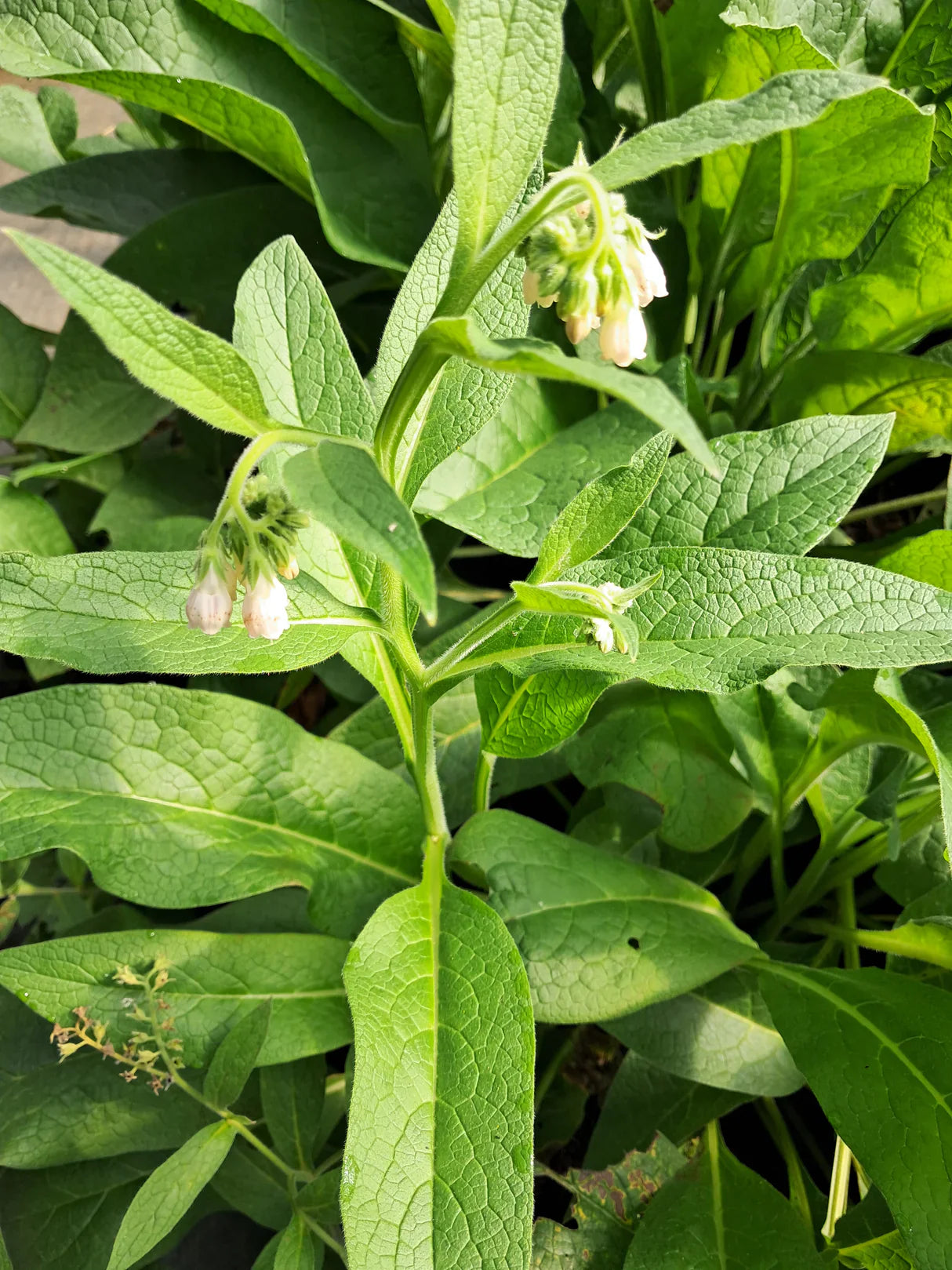 12 Bocking #4 Comfrey Root Cuttings – Organic Medicinal Herb for Permaculture & Fertilizer