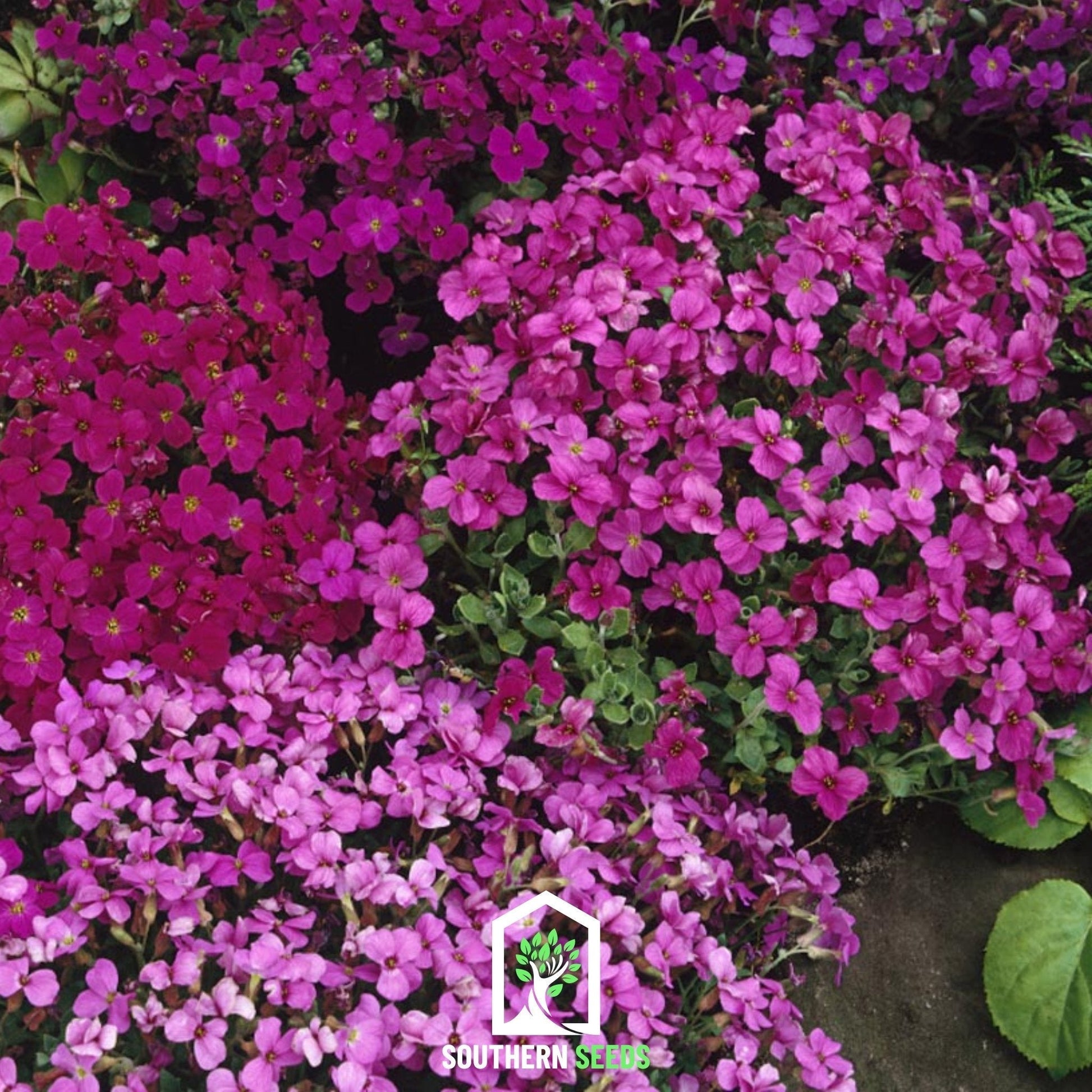 Royal Rockcress Seeds - Heirloom Aubrieta deltoidea Mix for Ground Cover, Rock Walls & Pathways, 100 Seeds