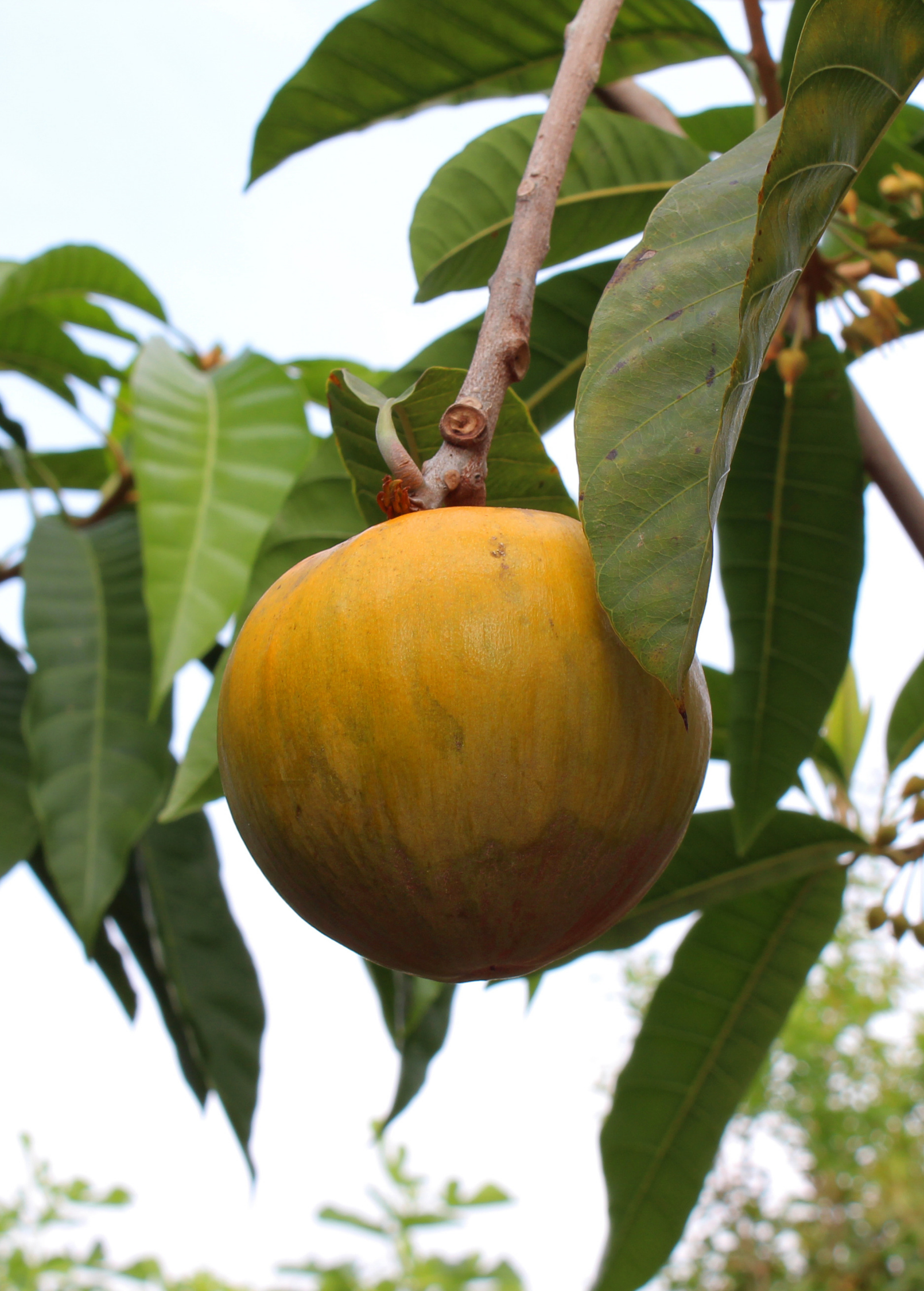 Ross Sapote Fruit Tree - Pouteria, Tropical Evergreen, Edible Fruit, Rare Central American Native