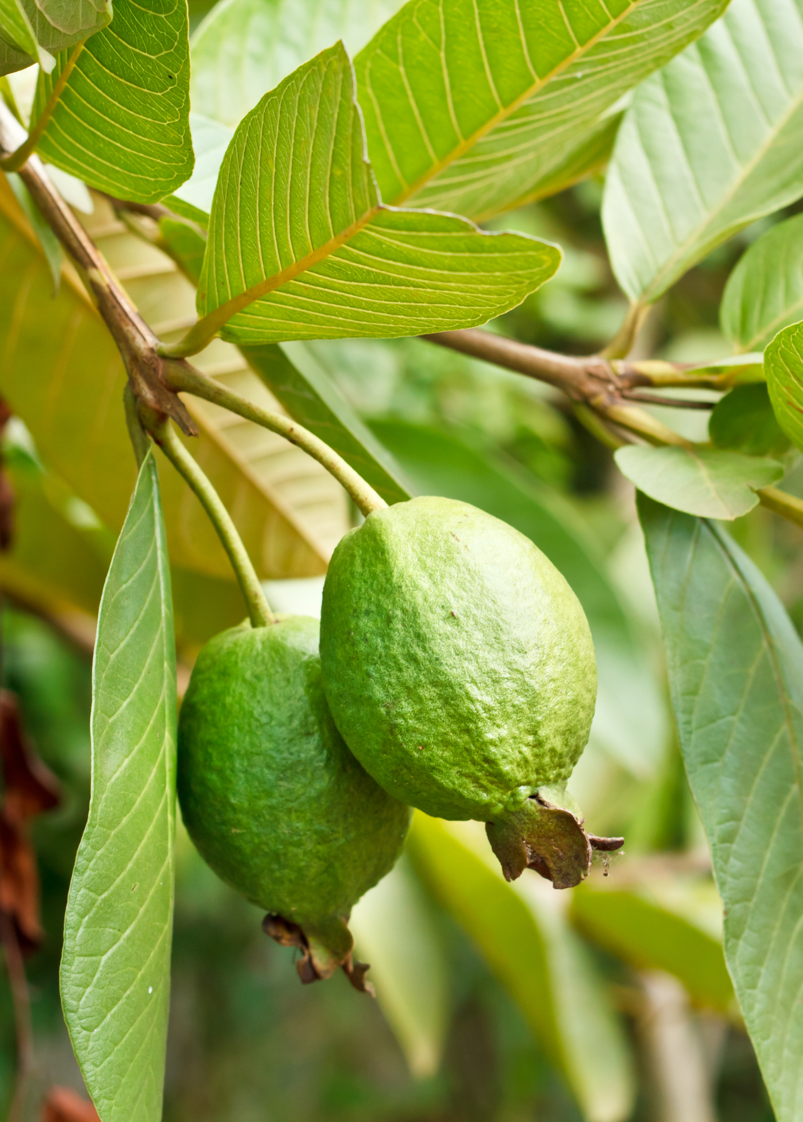 Guava Ruby Supreme Fruit Tree - Pink Flesh, Tropical, Psidium guajava, Edible Landscape, Container Garden