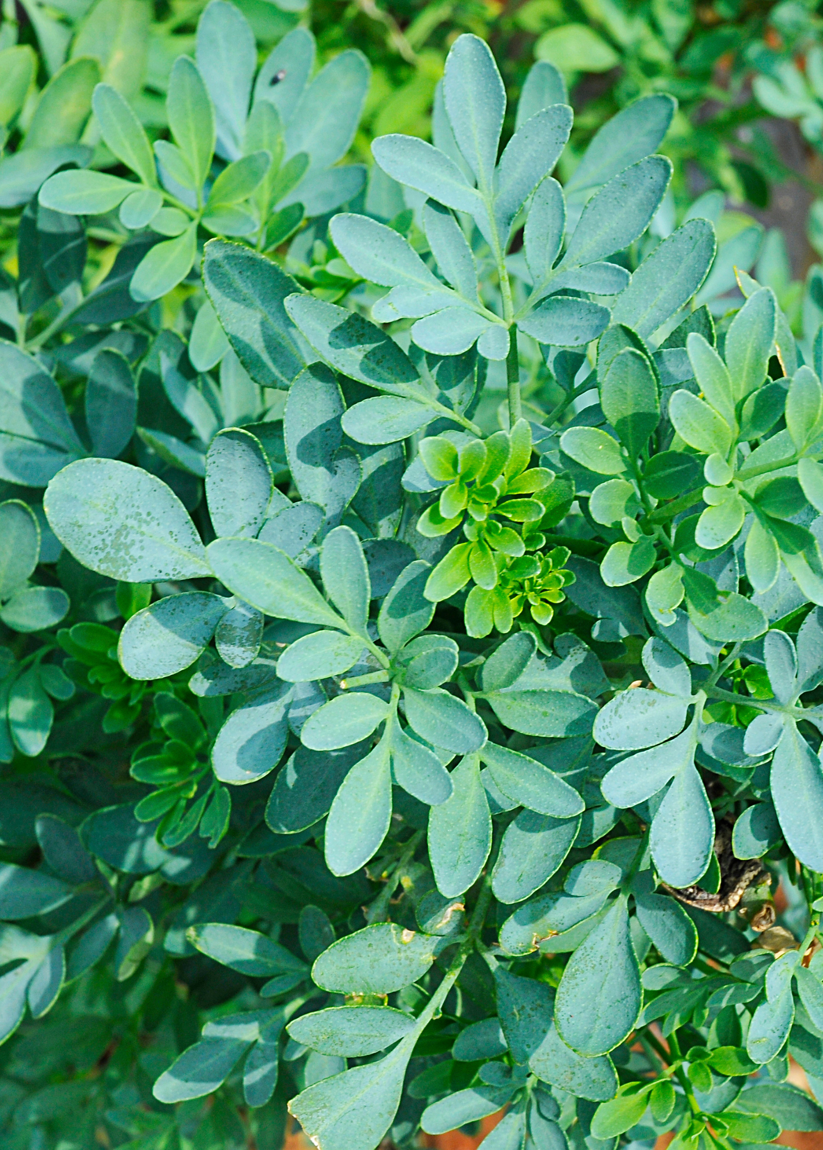 Rue Herb Plant 2-3 Feet Blue-Green Foliage Yellow Flowers Ruta graveolens Perennial Shrub