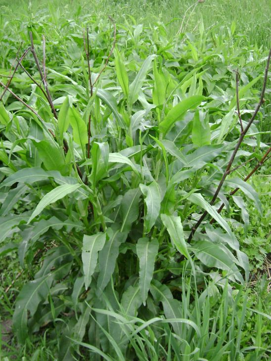 Rumex altissimus Seeds – Pale Dock Native Perennial for Prairies & Wet Meadows, 100 Seeds