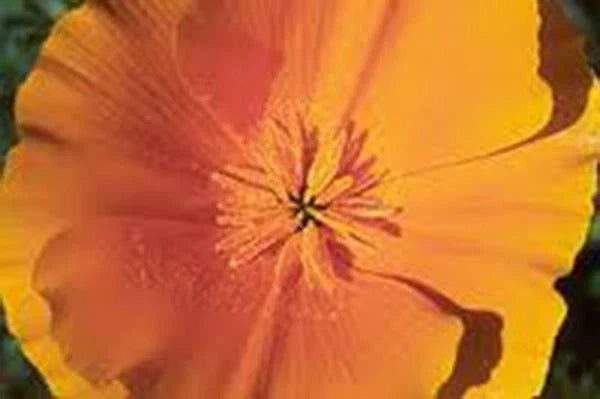 California Poppy Seeds - Bright Orange, Eschscholzia californica, 100+ Seeds for Garden, Wildflower Mix, Drought-Tolerant, Annual