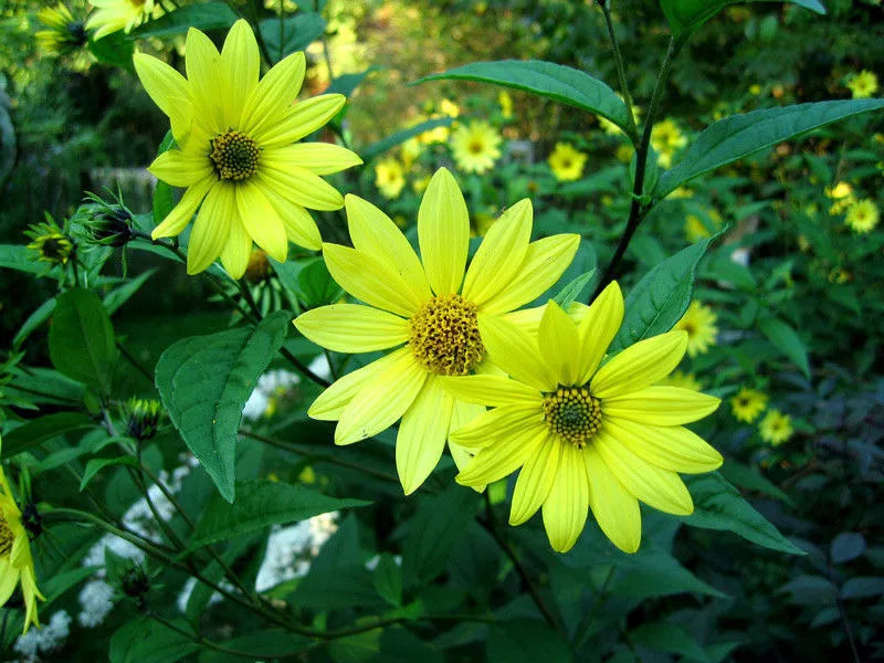 Lemon Queen Sunflower Seeds - 80 Pack, Bright Yellow Blooms, Helianthus annuus, Garden, Attracts Pollinators, USA Grown