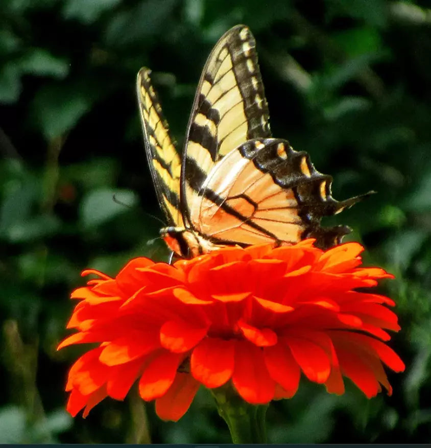 Zinnia Seeds - 200 Non-GMO Orange King Double Variety for Pollinators, Butterflies & Hummingbirds - Zinnia elegans