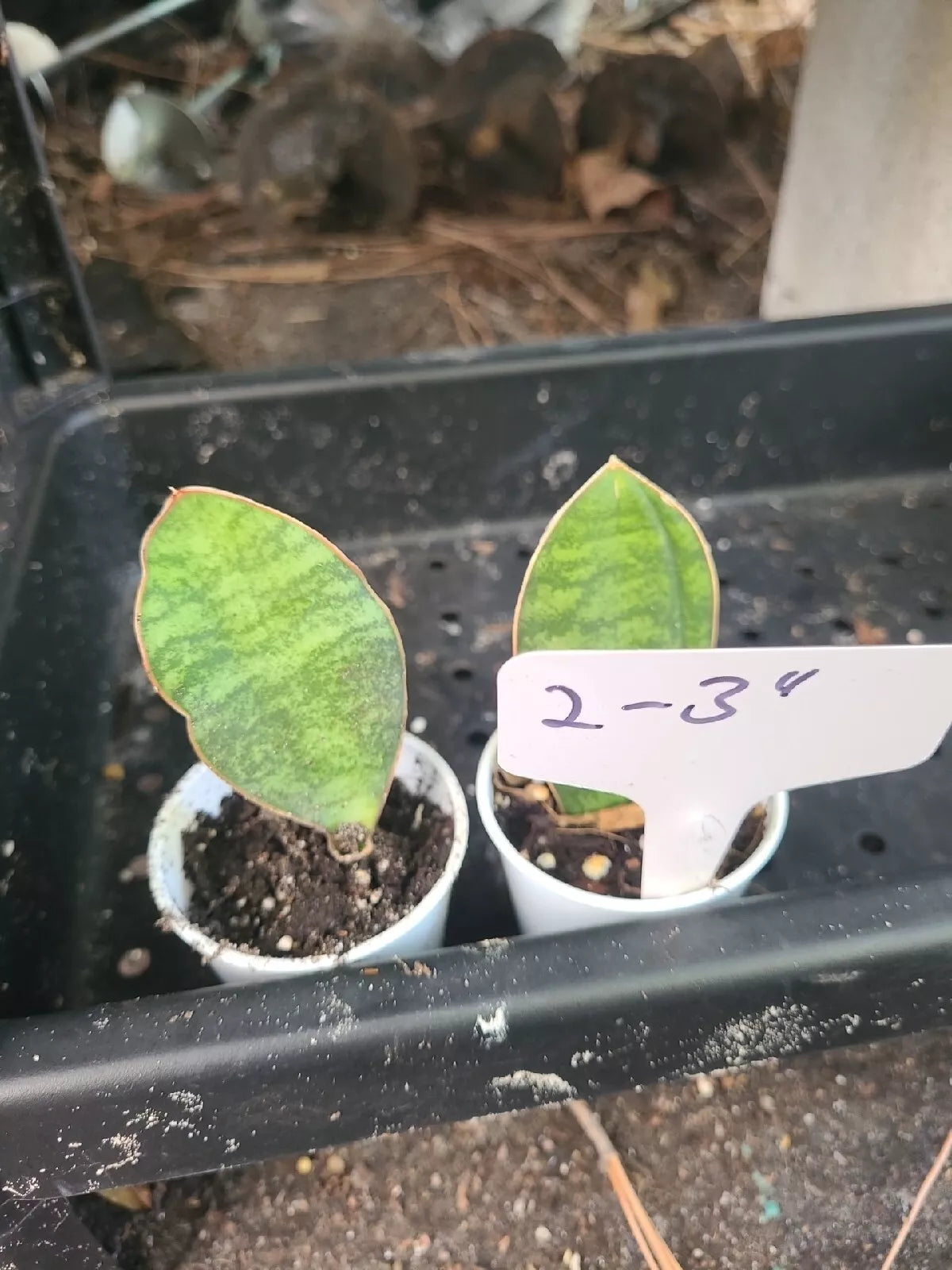 Baby Sansevieria Masoniana Whale Fin Snake Plant - 2-3" Rooted Indoor Houseplant