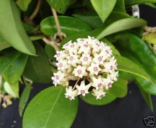 Rare Hoya limoniaca Rooted Plant in 2.5" Pot, Indoor Vining Plant with Glossy Waxy Leaves