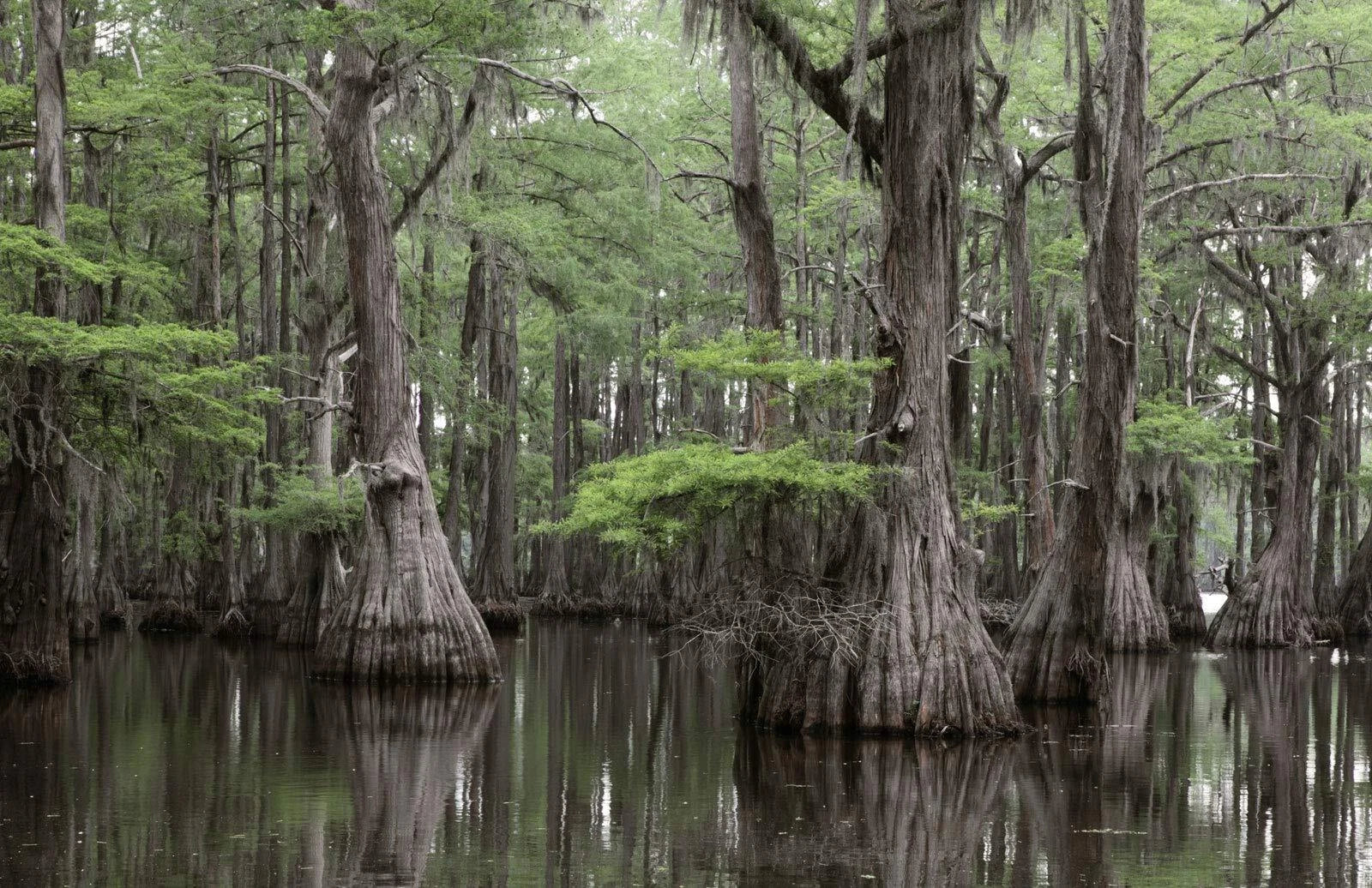 Bald Cypress Seeds for Planting | 10 Seeds | Deciduous Conifer | Taxodium distichum | Wet Soil, Ornamental Tree