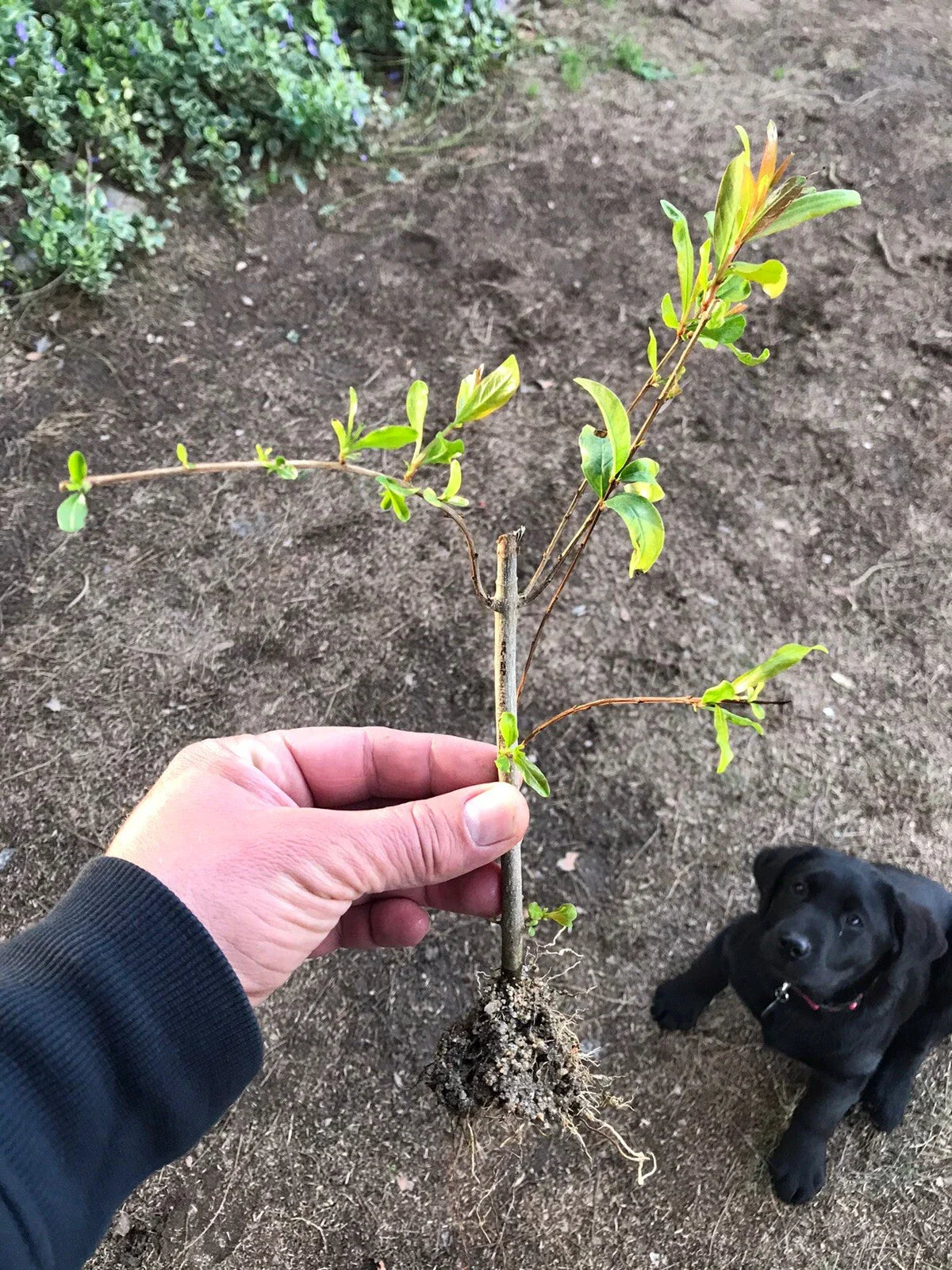 Rooted Pomegranate Cuttings - 3 Healthy Punica granatum 'Wonderful' Plants for Garden & Landscaping