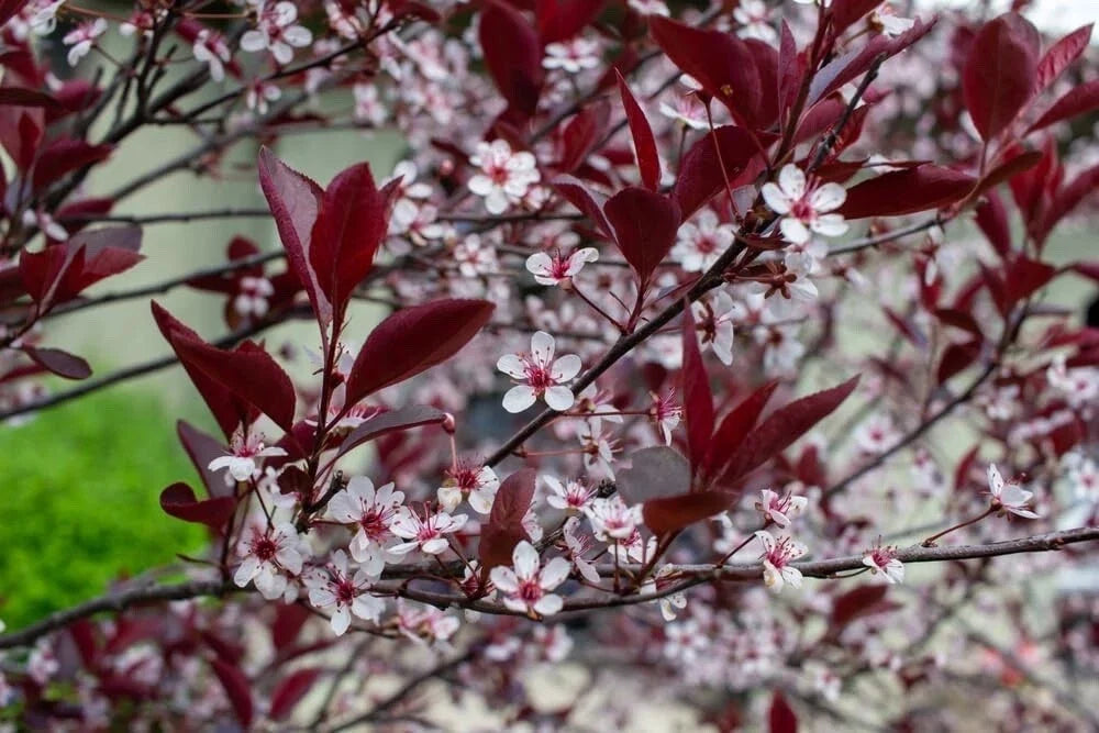 Sand Cherry Bush Seedlings - 2 Pack, Native Prunus besseyi, Landscaping & Wildlife Garden Plants