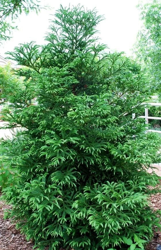 Cryptomeria 'Black Dragon' Plant – Evergreen Conifer Tree in 3-Gallon Pot – Japanese Cedar for Indoor & Outdoor Landscaping