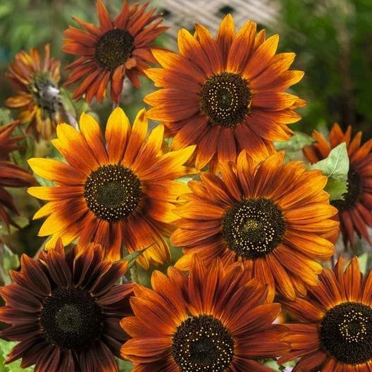 Sunflower Seeds Pack of 100 - Earthwalker Variety - Warm Earth Tones - Non-GMO Helianthus annuus for Garden, Pollinator Attracting