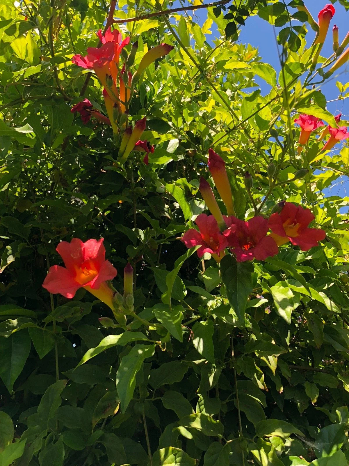 Organic Scarlet Trumpet Vine Cuttings - Amphilophium Buccinatorium Climbing Plant, 6-inch Stems, Fast-Growing, Drought-Tolerant