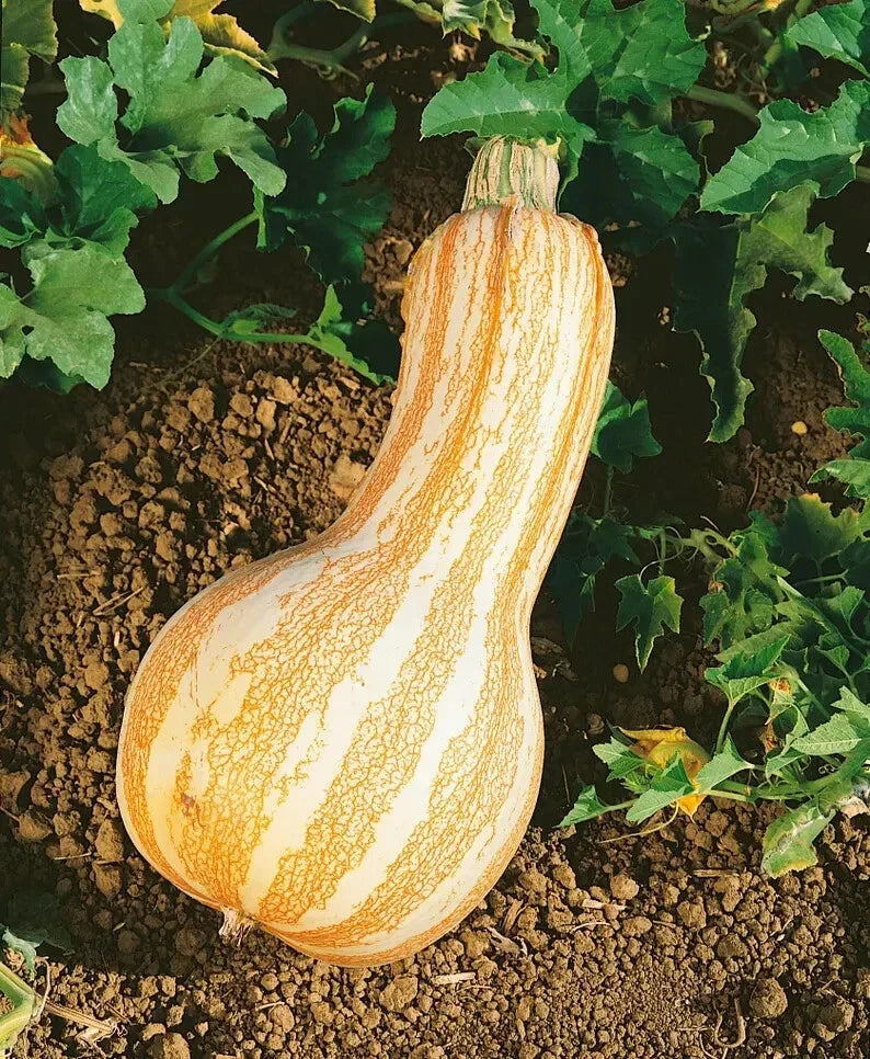 Organic Cushaw Squash Seeds - 10 Pack, Orange Striped Cucurbita maxima, Heirloom, Non-GMO, Full Sun, Vining, USA Seeds