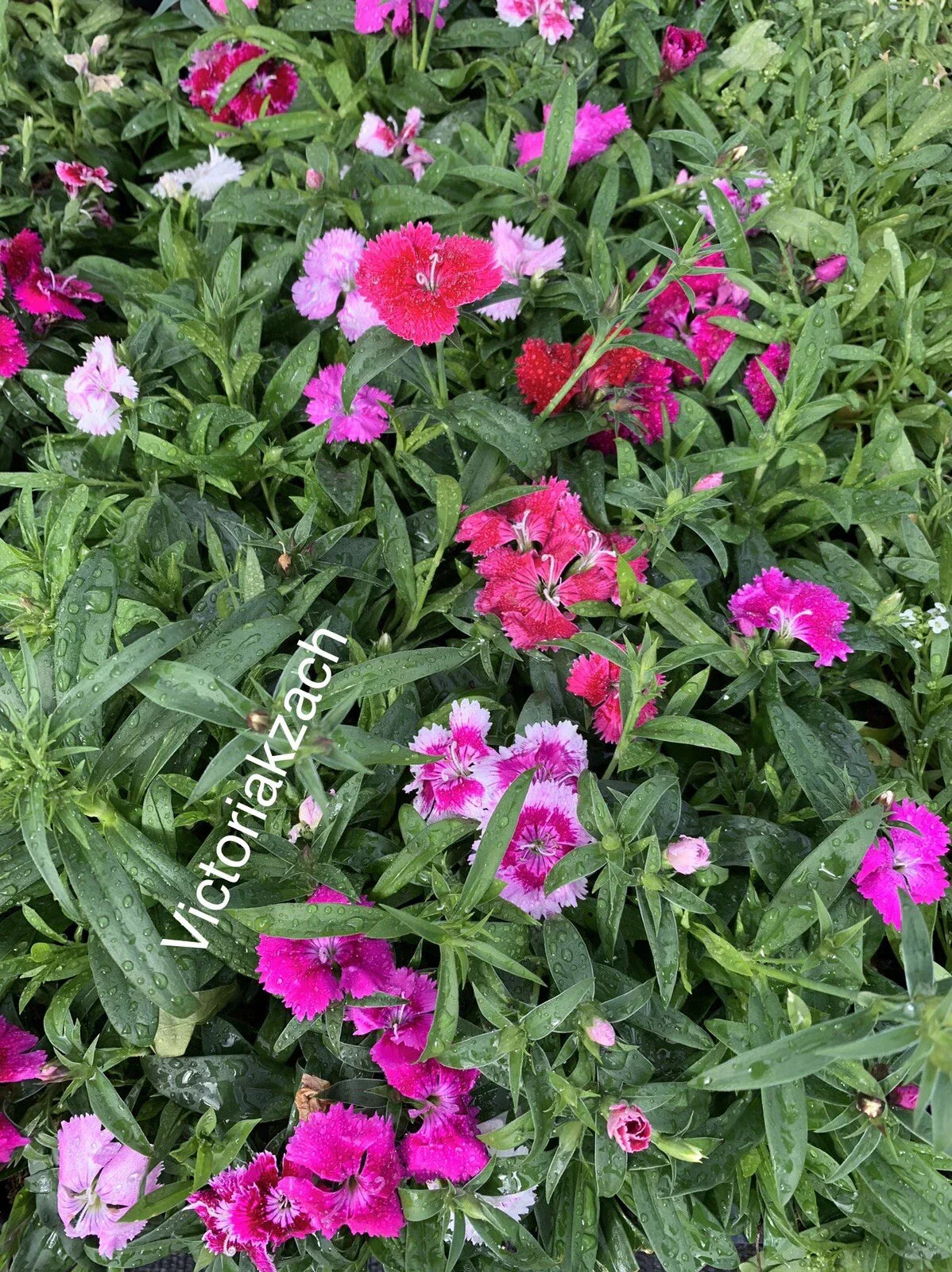 Sweet William Flower Seeds - 100 Pack Organic Non-GMO Edible Medicinal Herb