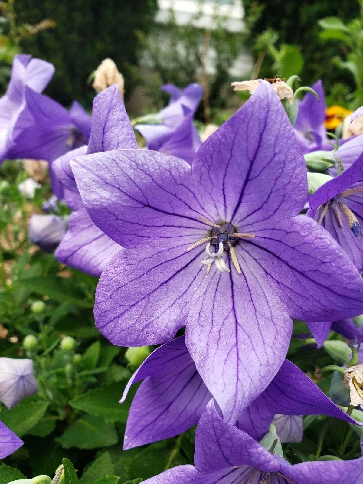 Balloon Flower Seeds Blue Platycodon Grandiflorus 50+ Count - Perennial Clump-Forming Plant for Gardens
