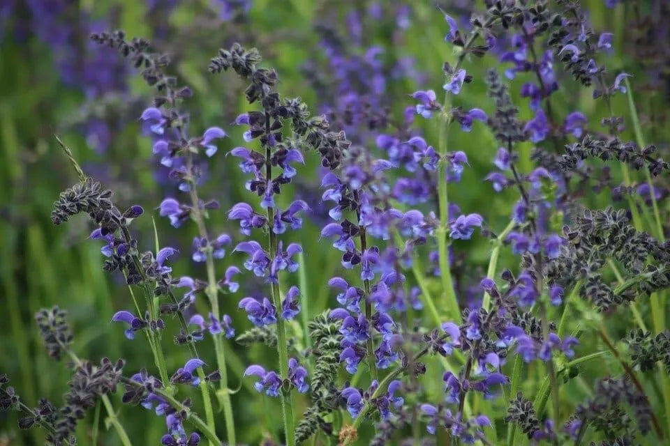 Blue Sage Seeds 100+ Non-GMO Salvia Farinacea Herb Seeds for Gardening, Perennial Blue Flower Seeds, Attracts Pollinators