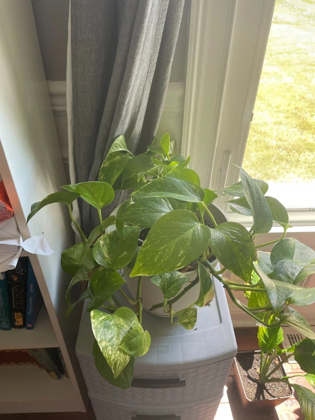 Bare Root Golden Pothos Plant Epipremnum aureum Indoor Houseplant for Air Purification