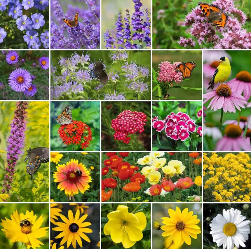 Perennial Pollinator Mix Seeds – 20 Varieties for Bees & Butterflies, Non-GMO, Summer-Fall Blooms, Wildflower Garden Seed Pack