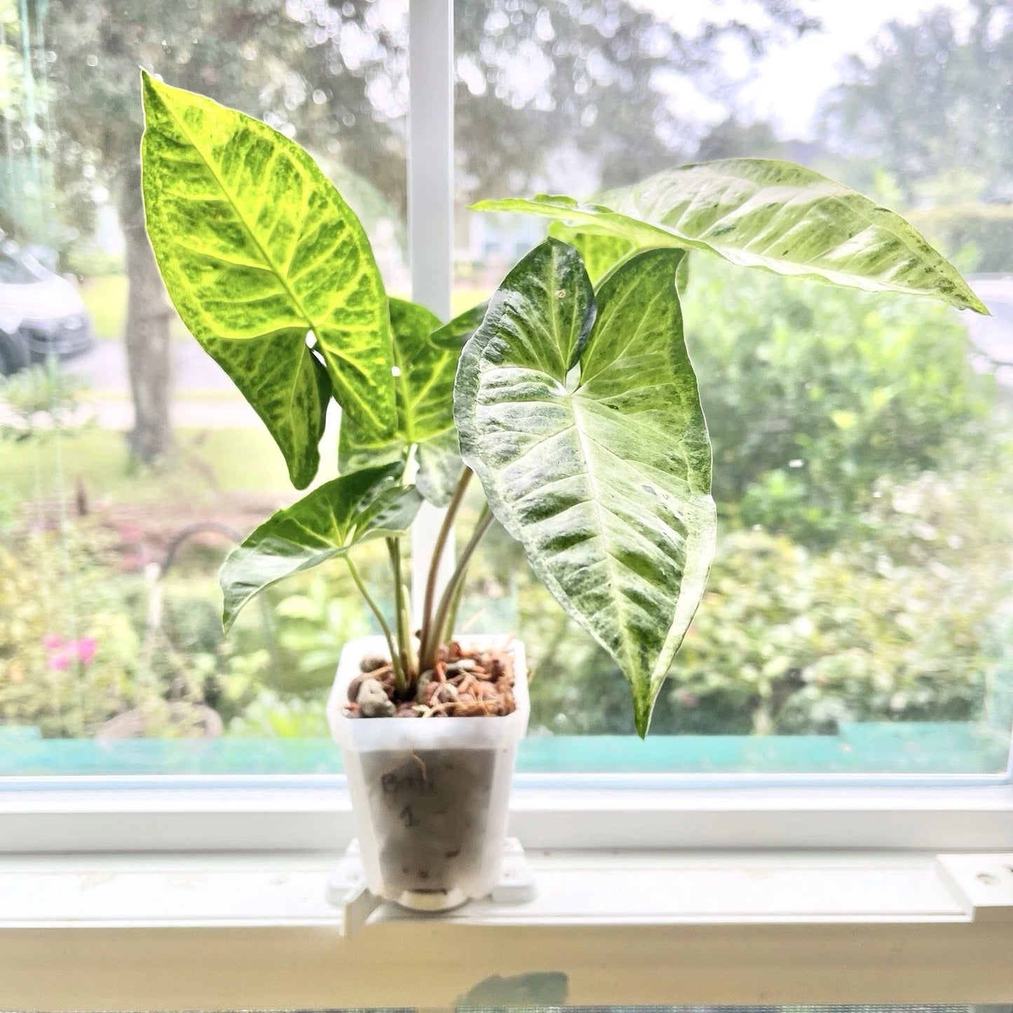 Syngonium Batik Houseplant - Potted Rooted Variegated Syngonium podophyllum for Indoor Decor