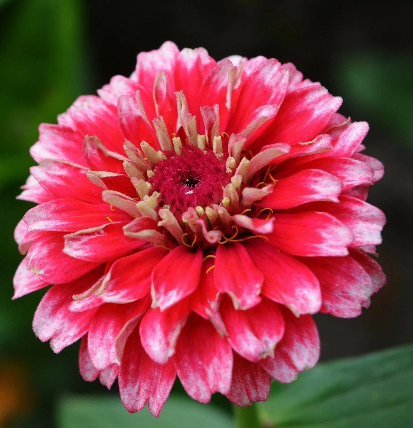 Zinnia Seeds Ice Queen Bi-Colored Petals 25+ Seeds Zinnia elegans Free US Shipping