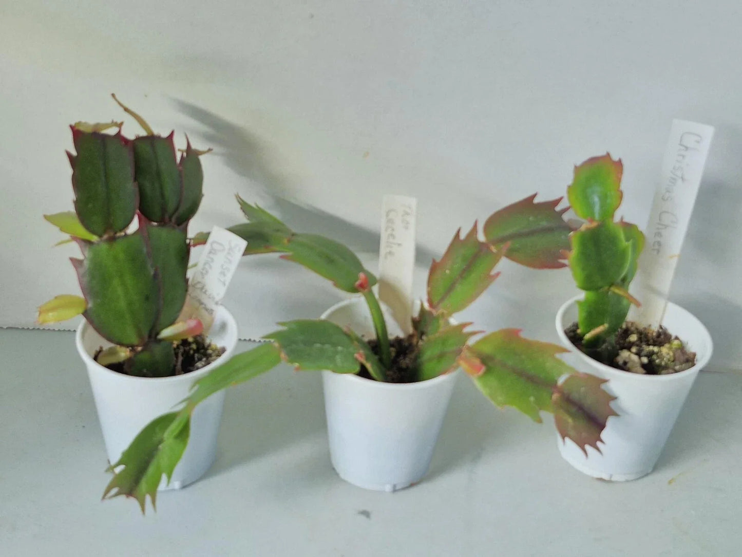 Schlumbergera Truncata Starter Plants Set of 3 – Christmas Cactus Indoor Houseplant Easy Care