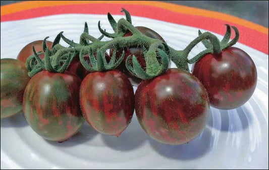 Chocolate Cherry Tomato Seeds – Organic Heirloom, Super Sweet, Solanum lycopersicum, 120+ Seeds for Garden & Container Growth
