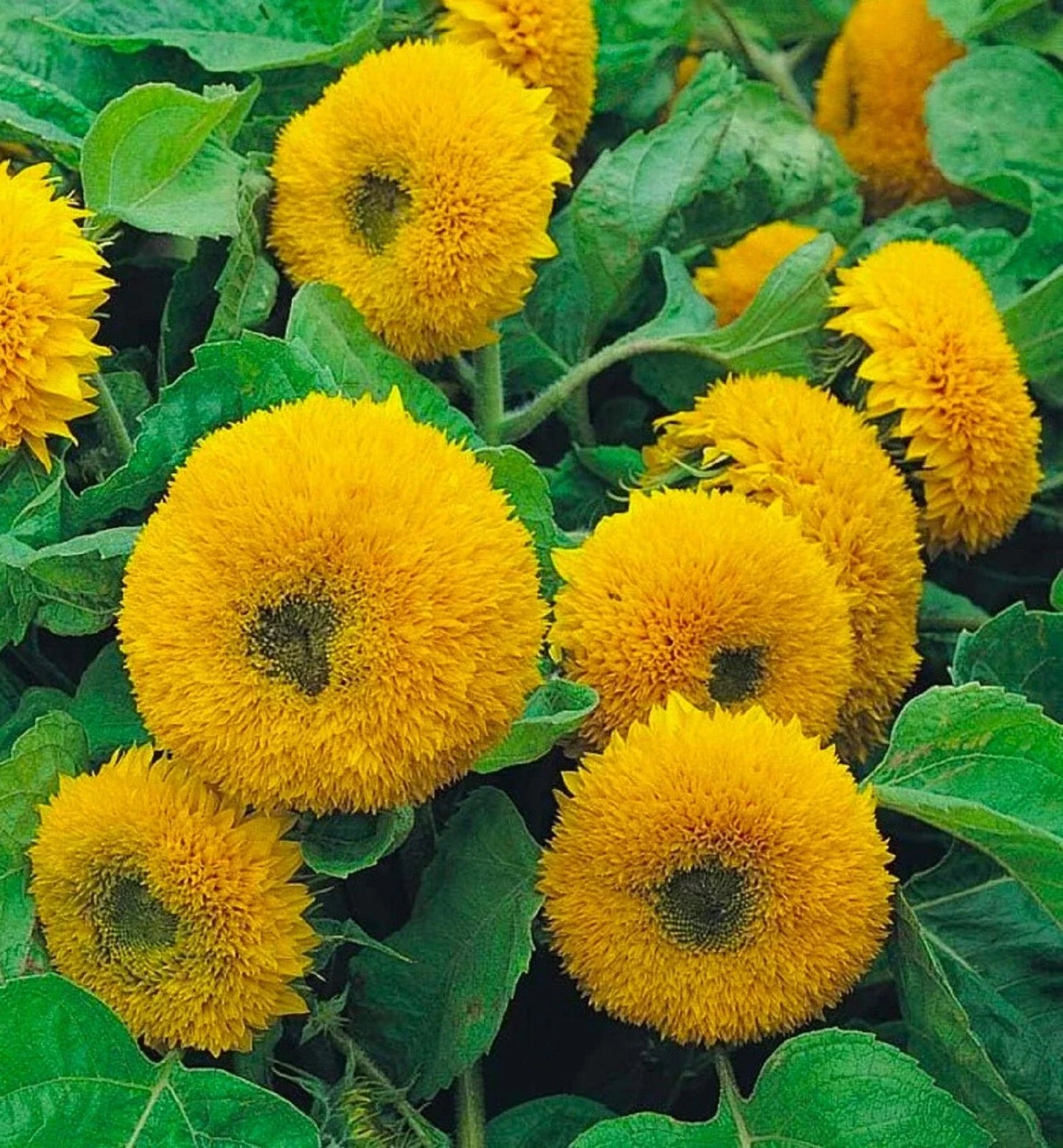 Dwarf Sungold Double Sunflower Seeds - 50+ Non-GMO Helianthus annuus