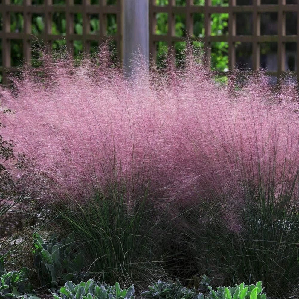 Pink Muhly Grass Seeds - 30 Count for Planting, Muhlenbergia capillaris, Ornamental Drought-Tolerant Grass for Landscape Design