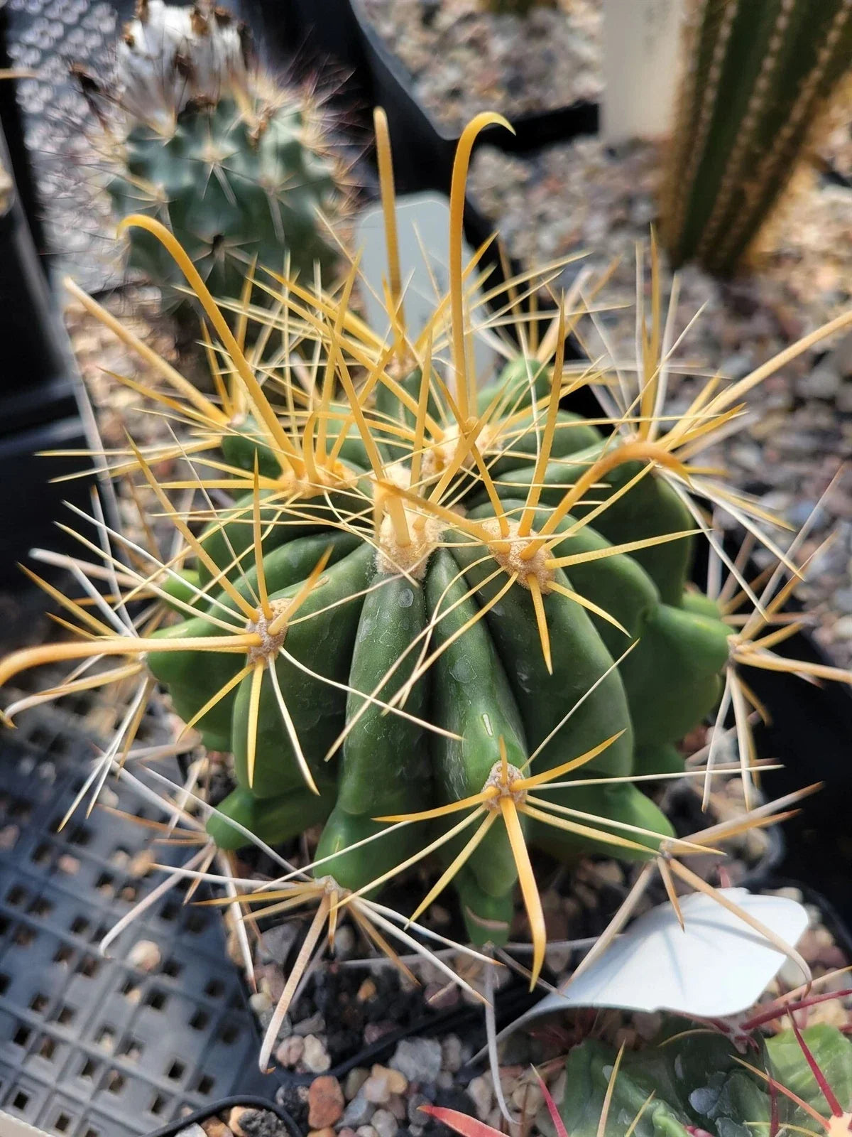 Ferocactus wislizeni f. flavispinus Potted Cactus with Yellow Spines, Succulent Plant for Indoor & Outdoor Decor