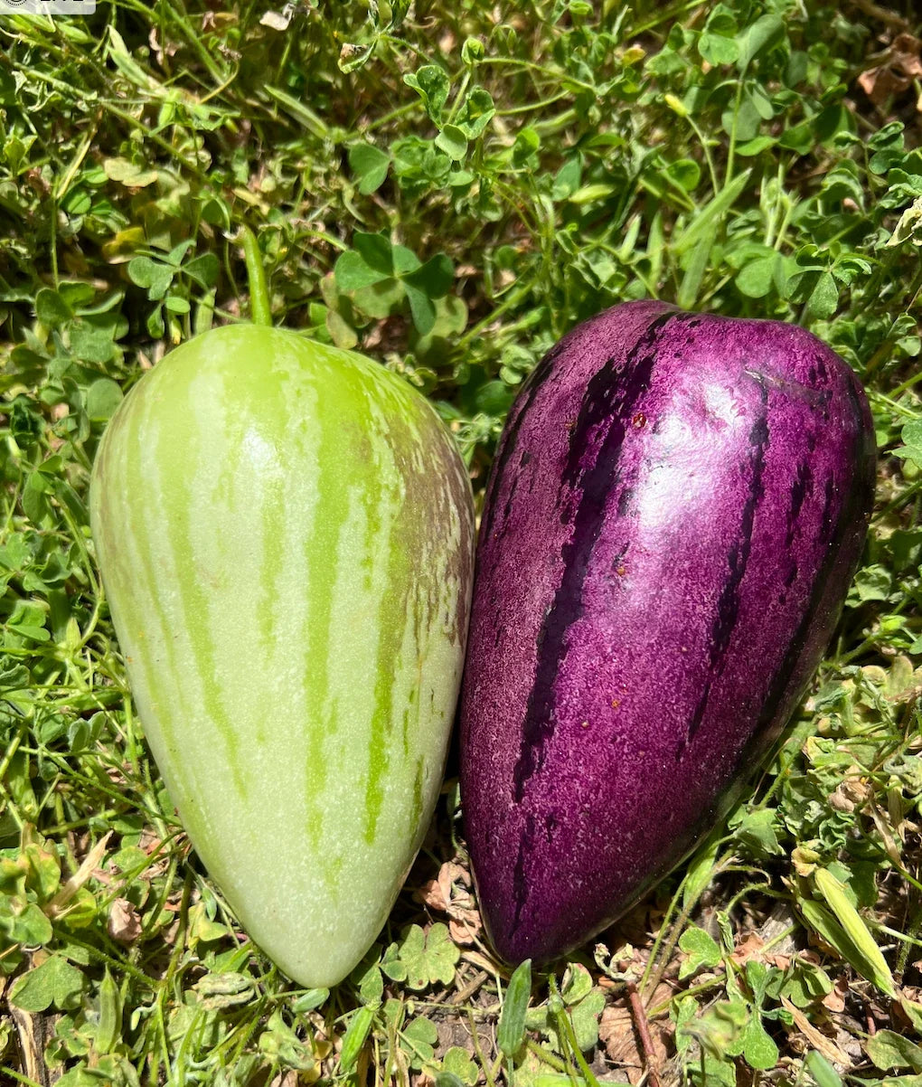 Pepino Melon Cuttings – 8 Varieties (Gold & Purple) – Solanum muricatum – Easy to Grow Fruit Plant for Garden or Container