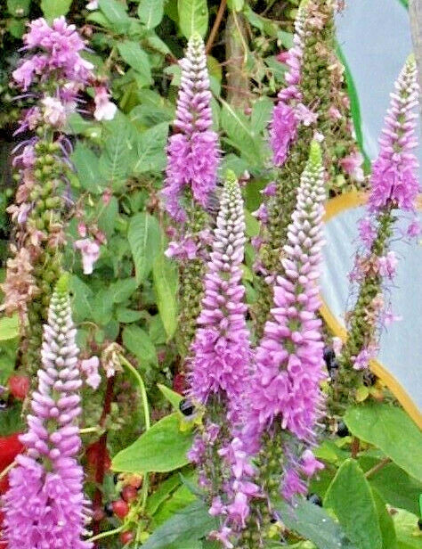 Pink Veronica Longifolia Seeds - Long Leaf Speedwell Perennial - Vibrant Pink Flowers - Hardy Garden Seeds - USA Seller