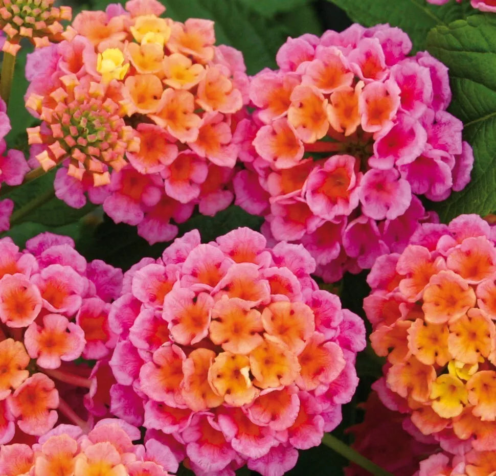 Lantana camara Live Plant - Vibrant Pink/Red/Orange Blooms - Butterfly & Bee Attracting - No Pot