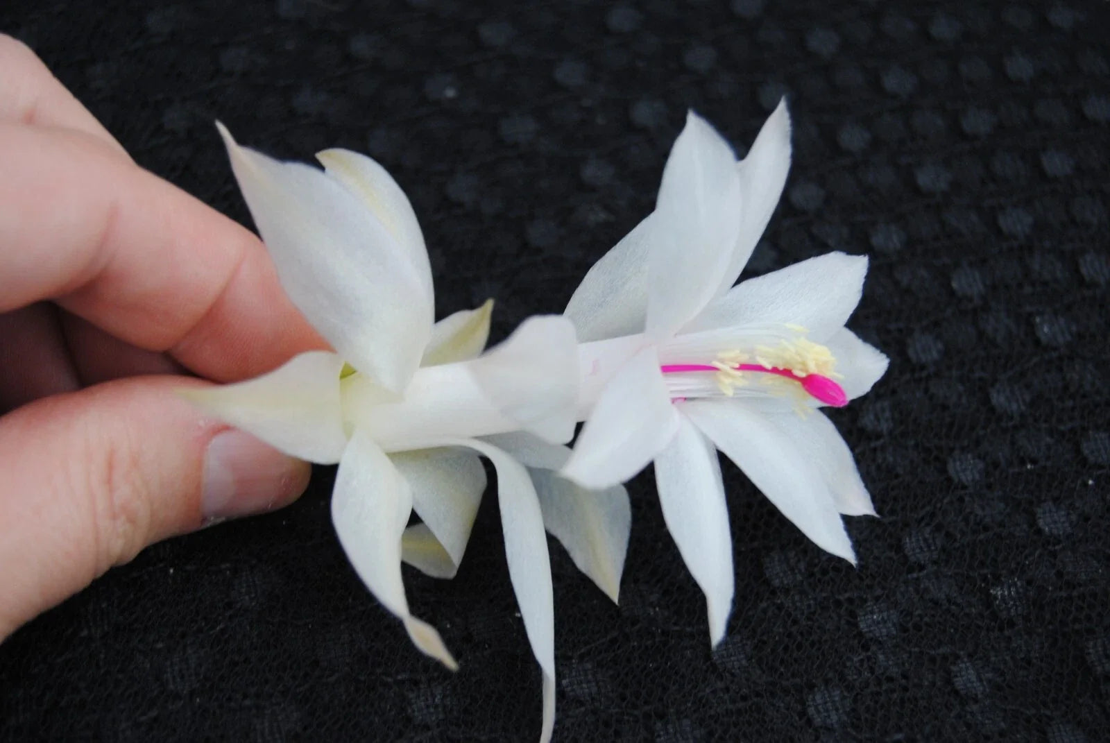 Christmas Cactus Starter Plant - Small Well-Rooted Schlumbergera Truncata Primavera Variety for Indoor Decor