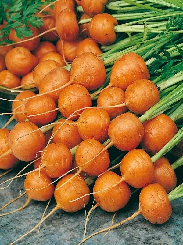 Carrot Seeds - Parisian Variety - Organic Daucus carota for Container Gardening and Small Spaces