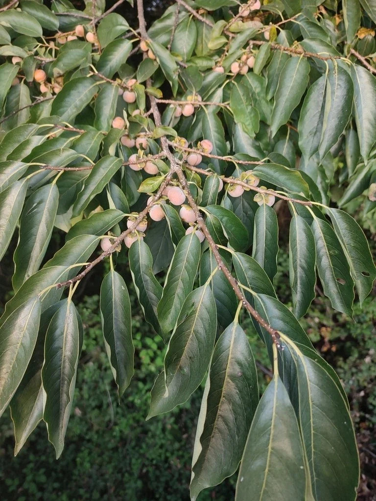Date Plum Tree Seeds - 100 Pack Diospyros Lotus Persimmon Seeds for Home Garden, Fruit Tree, Edible Fruits, Drought Tolerant