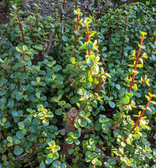 10 Cuttings of Portulacaria Afra Elephant Bush Succulent - Dwarf Jade Plant for Indoor & Outdoor Gardening
