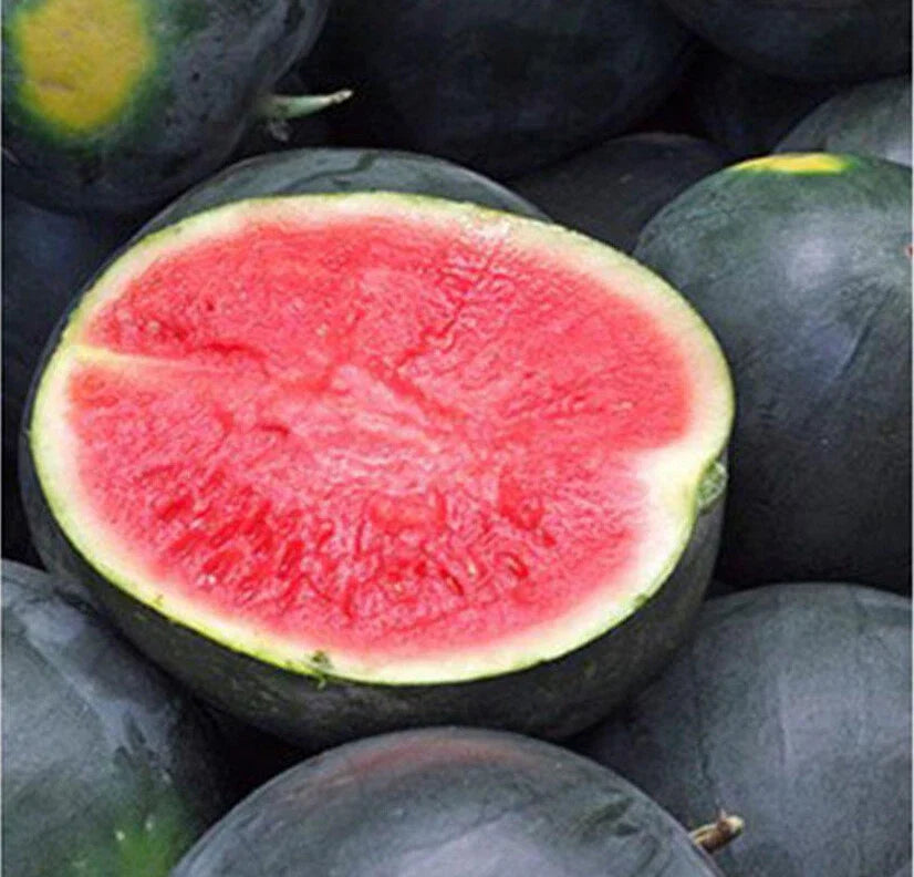 Black Diamond Watermelon Seeds - Heirloom Citrullus lanatus for Large 30-50 lb Fruits, USA Grown, Vining, Heirloom Variety