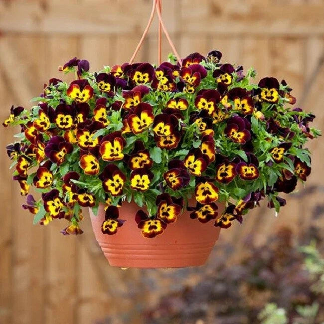 15 Pansy Seeds - Cool Wave Fire Trailing Viola × wittrockiana for Hanging Baskets & Containers