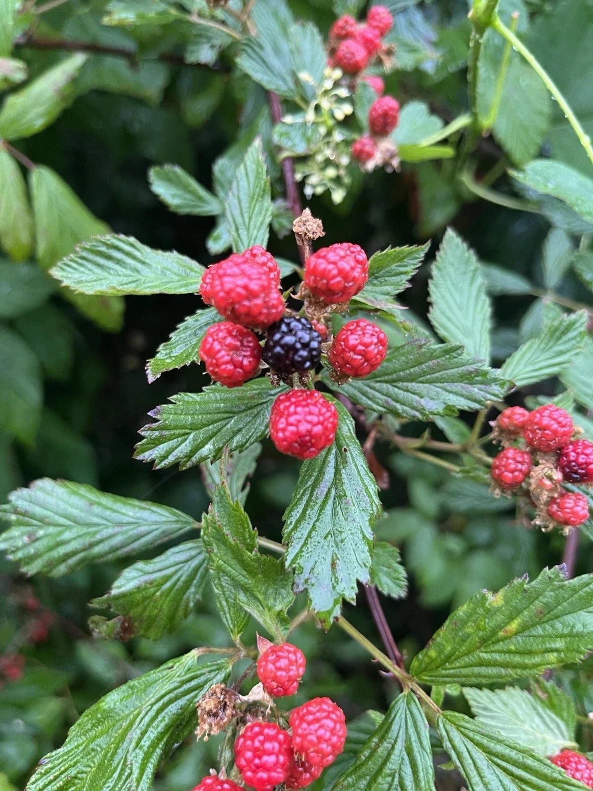 Live Bare Root Wild Blackberries Pack of 5 – Rubus fruticosus Edible Berries for Garden & Landscaping