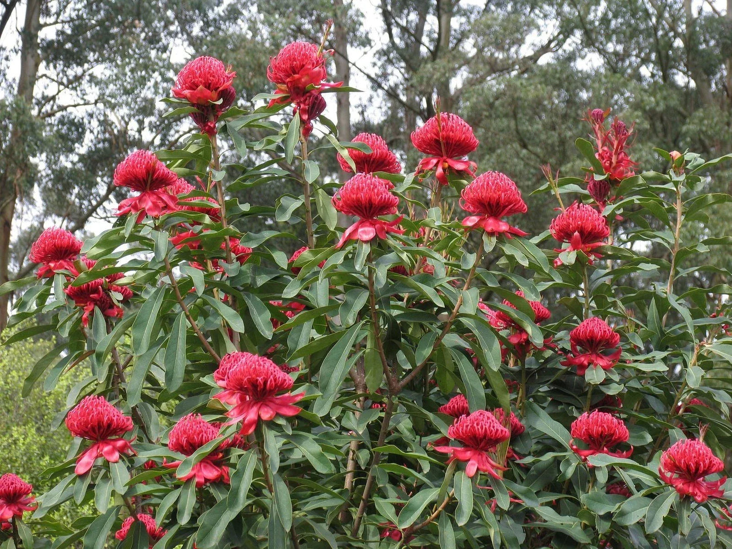 Telopea speciosissima Waratah Cut Flowers - 1st Year Seedling in 2" x 7" Tube Pot