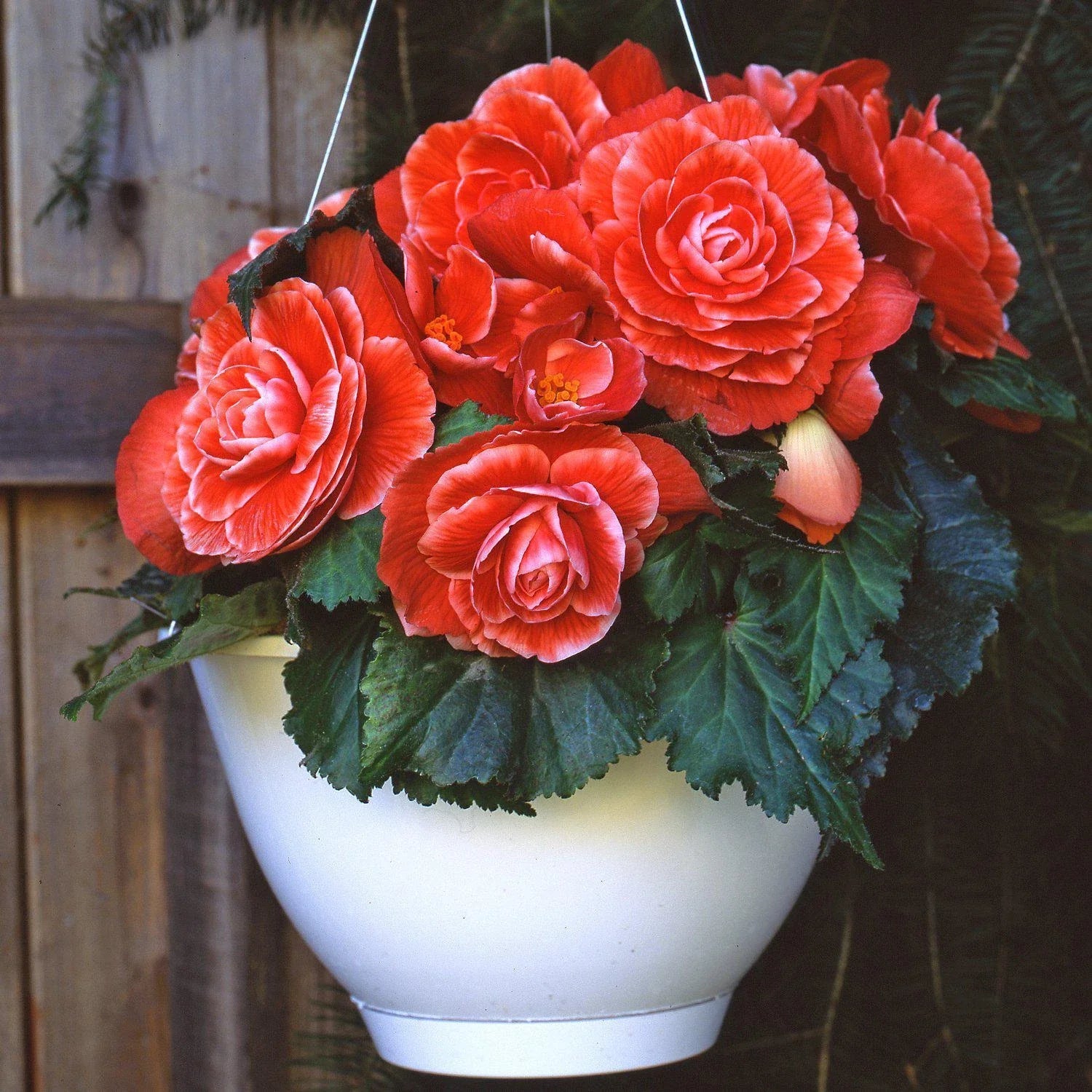 Begonia Seeds Set of 100 - Glory Hot Tip Salmon - Begonia x hybrida - Shade-loving, Compact, Vibrant Blooms