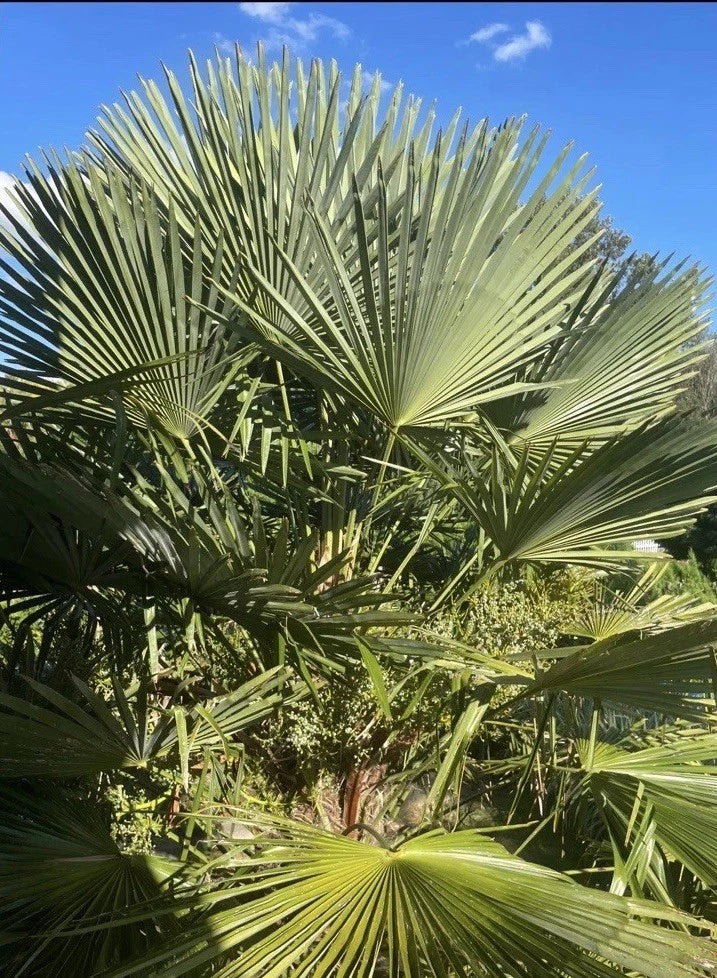 Windmill Palm Seedlings and Seeds – Trachycarpus fortunei, Cold Hardy, Garden, Landscape, Container Planting
