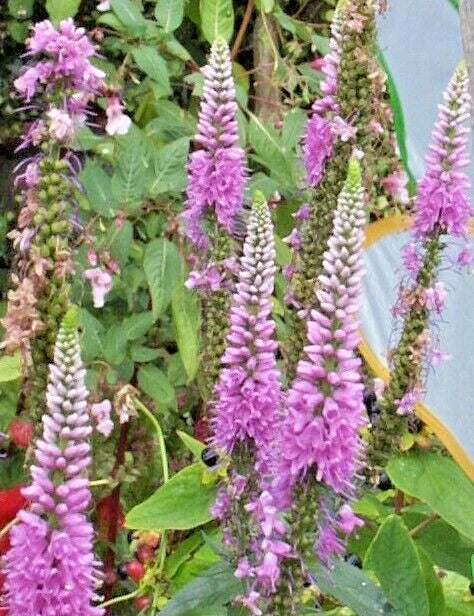 Pink Veronica Seeds, Long Leaf Speedwell, Hardy Perennial, Veronica longifolia, 101 Seeds for Garden, Pollinator-Friendly Plant